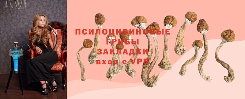 Псилоцибиновые грибы Cubensis  Покров 